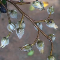 Shorea lissophylla Thwaites